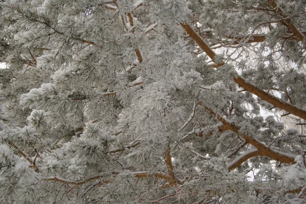 霜に覆われた木の枝と雪の白い冬の森 — ストック写真