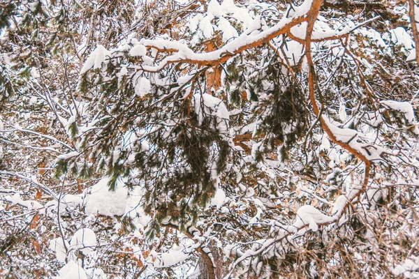 Kış Manzarası Yamaçtaki Orman Kar Buzla Kaplıdır Sibirya Soğuk Hava — Stok fotoğraf