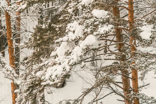 Kış ormanında uzun çam ağaçlarının sarı gövdeleri. Ağaçların dalları taze karla kaplıdır..