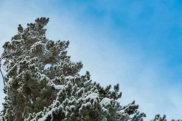 Mavi gökyüzüne karşı donmakta olan dallar. Beyaz kadifede kar ormanı. Güneşli ve soğuk havada aşağıdan manzara.