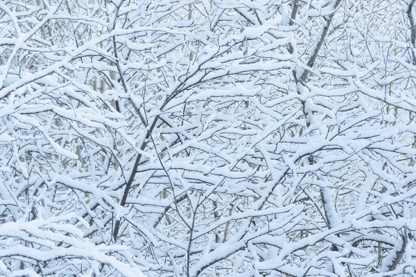 Yapraksız ağaçların dalları. Kış ormanlarındaki çalılıklarda kar ve buz
