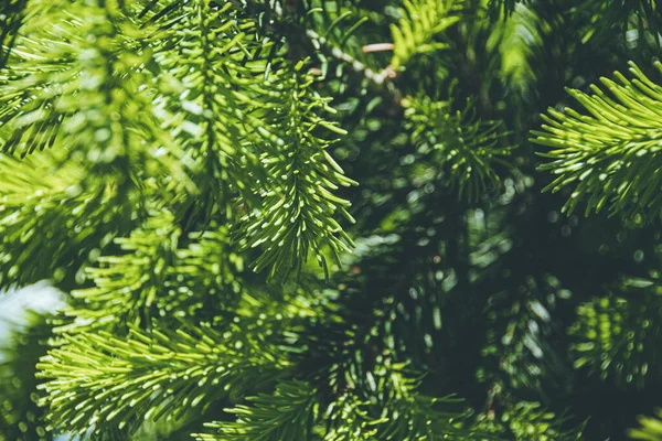 Зелені Гілки Ялини Літньому Лісі — стокове фото
