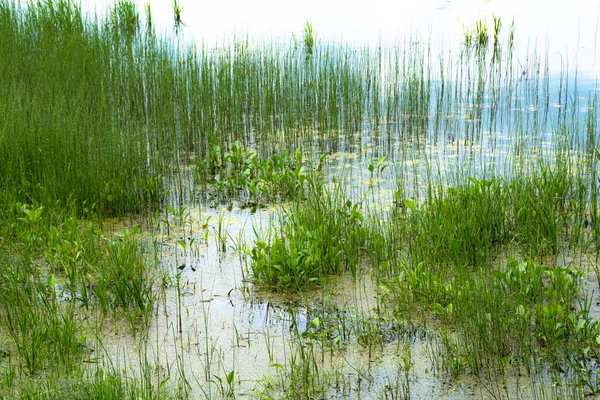 Klumpiger Grüner Schachtelhalm Kleinen Sumpf Einem Sommertag — Stockfoto
