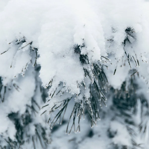 Karlı Ağaç Dalları Buzla Kaplı Iğneli Kış Çam Ağaçları — Stok fotoğraf