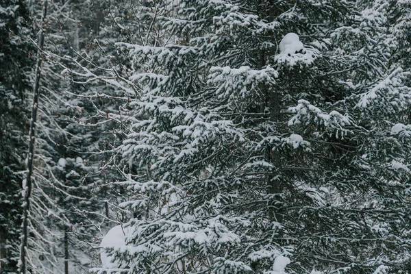 Branches of coniferous trees under dense layer of fresh snow,  beginning of winter in forest