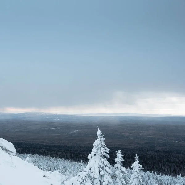 山の中腹に冷凍モミの木 曇った冬の空の下で雪の森 山の中の霜や雪に覆われた木 — ストック写真