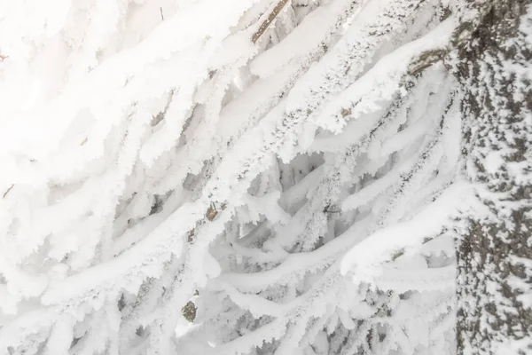 モミの木の雪に覆われた枝と密な針葉樹冬の森 — ストック写真