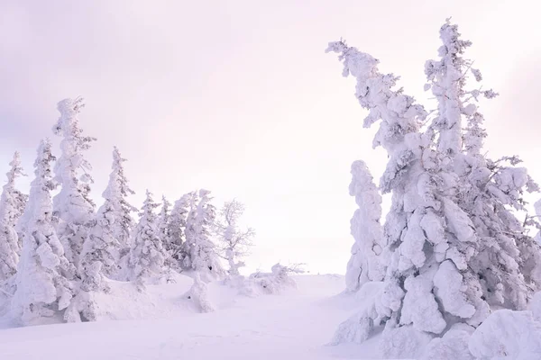 雪に覆われたモミの木と冬の風景 霜に覆われた森はピンクの朝の光線に照らされています — ストック写真