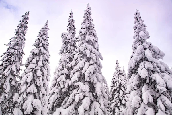 Pembe günbatımı gökyüzünün altında donmuş köknar ağaçları. Kalın dalları olan Rus kış ormanı.