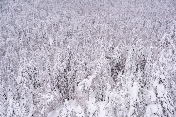 Tepenin yamacında kar ağaçları. Arka planda donmuş yoğun kış ormanı.