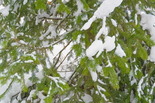 Kış manzarası. Yamaçtaki orman kar ve buzla kaplıdır. Sibirya 'da soğuk hava.