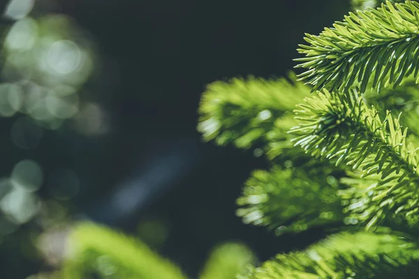 Зелені Гілки Ялини Літньому Лісі — стокове фото