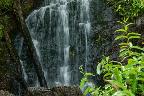 Yeşil çimenlerin arasında şelale. Yaz yağmur ormanlarında yosunlu kayaların üzerindeki dağ deresi. Alp çağındaki hızlı akış