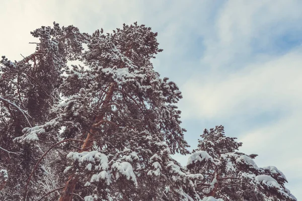Çam dalları hafif karla kaplıdır. Kış ormanının donmuş kozalaklı iğneleri