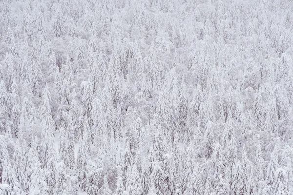 Des Arbres Neige Flanc Colline Forêt Hiver Dense Congelée Comme — Photo