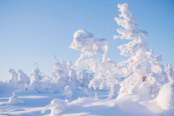 Karlı ormanla huzur verici kış manzarası. Donmuş köknar ağaçları taze sabahın yumuşak pembe ışığında