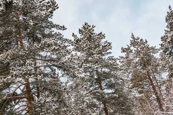 Kış ormanında uzun çam ağaçlarının sarı gövdeleri. Ağaçların dalları taze karla kaplıdır..