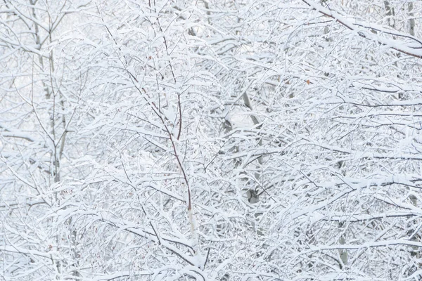 没有叶子的无花果树枝条 冬季森林灌木丛中的冰雪 — 图库照片