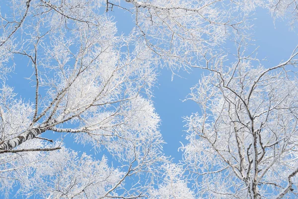Mavi gökyüzüne karşı donmakta olan dallar. Beyaz kadifede kar ormanı. Güneşli ve soğuk havada aşağıdan manzara.