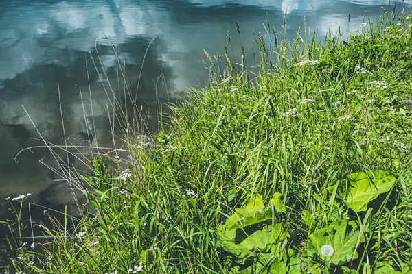 Зеленая Трава Берегу Озера Летний День Береговой Фон — стоковое фото
