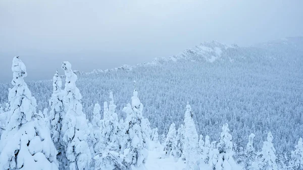 丘の上に雪の森の冬の風景 霜降りの霞で枝や樹液を持つ木の枝 — ストック写真