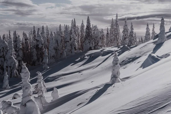 Forêt Conifères Sur Pente Une Colline Enneigée Paysage Hivernal Avec — Photo