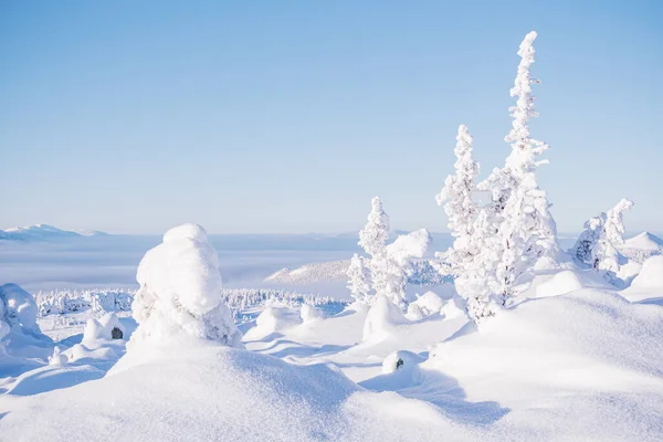 モミの木の森の冬の風景や雪の中でグレード — ストック写真