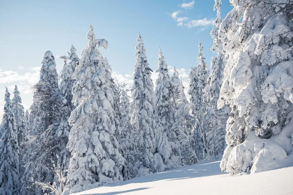 Firavun dalları, sarmaşıktır. Kış doğası, karlı orman