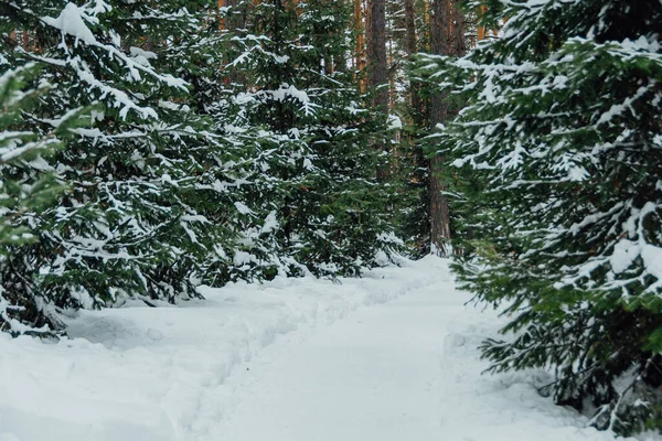 Ormandaki patika, kış ormanlarındaki kar ağaçları arasında.