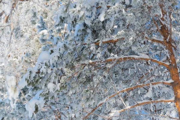 冬の風景 丘の中腹の森は雪と霜で覆われている シベリアの寒い天気 — ストック写真