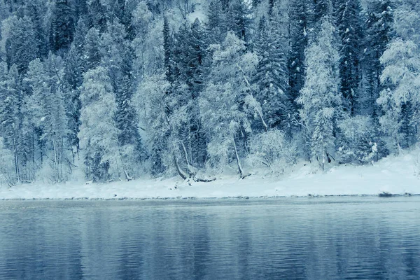 Nehir kıyısındaki kar ormanı. Sudaki buz ağaçlarının yansıması.