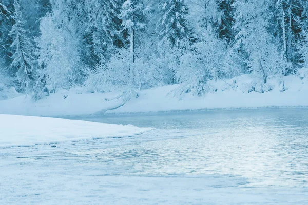 Buz gibi nehrin yamacındaki kar ormanı.