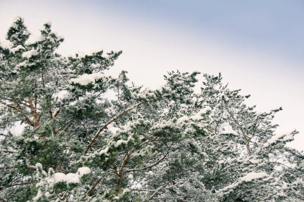 Soğuk bir günde çam ormanı. Ağaçların dalları don ve karla kaplıdır..