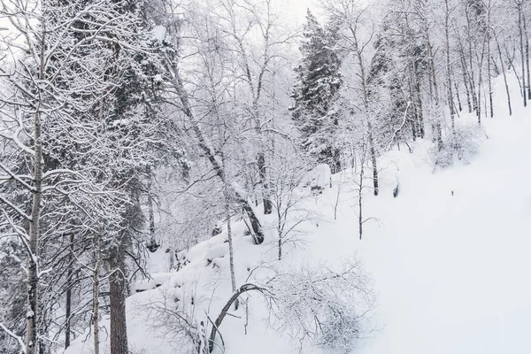 Yokuşta çam ağaçları ve donmuş ağaç dalları olan Sibirya kış ormanı