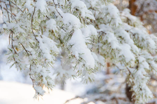 浓密的松树枝条 枝条上有蓬松的雪 冬季森林结霜 — 图库照片