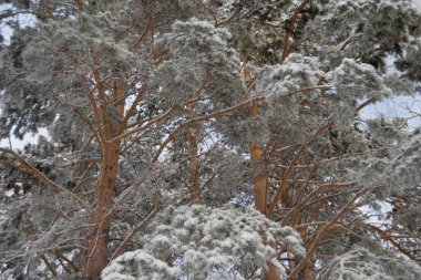 Karlı ağaç dalları. Buzla kaplı iğneli kış çam ağaçları.