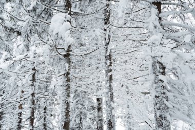 Donmuş dalları olan yoğun bir orman. Orman yolculuğunun kış atmosferi, ağaçların üzerindeki yumuşak kar