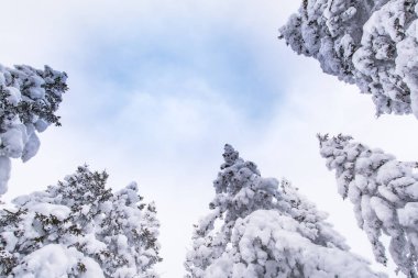 Mavi gökyüzündeki karlı köknar ağaçlarının tepesinde. Güneşli bir günde dondurucu kış ormanı