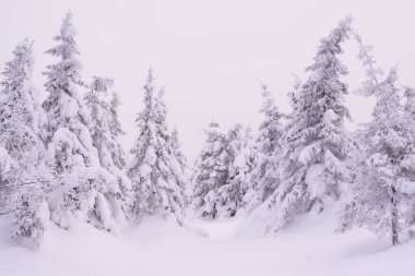Dağ sırasındaki kar ormanı. Soğuk bir sabahta kış manzarası