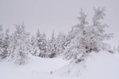 Karla kaplı ağaçlarla kaplı bir orman. Kar yağdıktan sonra dallara kar düşer..