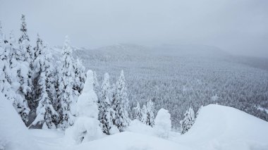 Kış manzaralı karlı çayır, dağın yamacındaki karların altındaki köknar ağacı