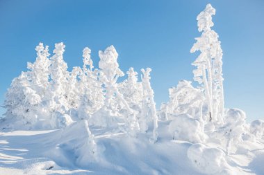 Rime ve kar, kışın dağ yamacında köknar ağaçlarını kapladı