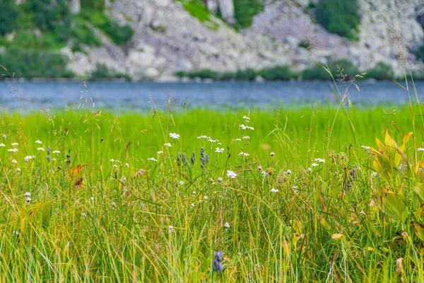 Grünes Gras Seeufer Einem Sommertag Hintergrund Der Flussufer — Stockfoto