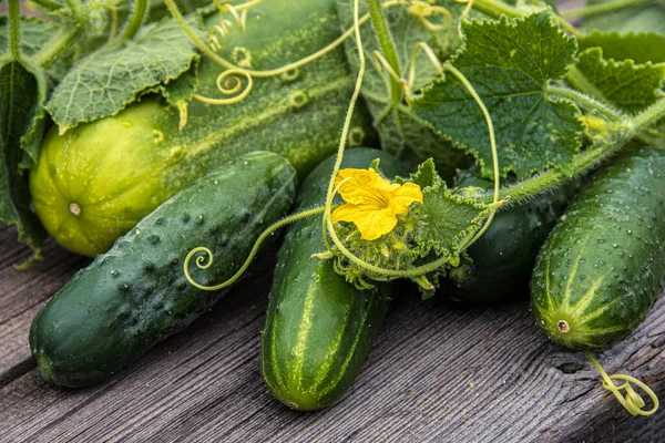 Concombres Frais Avec Des Feuilles Vertes Des Fleurs Sur Une — Photo