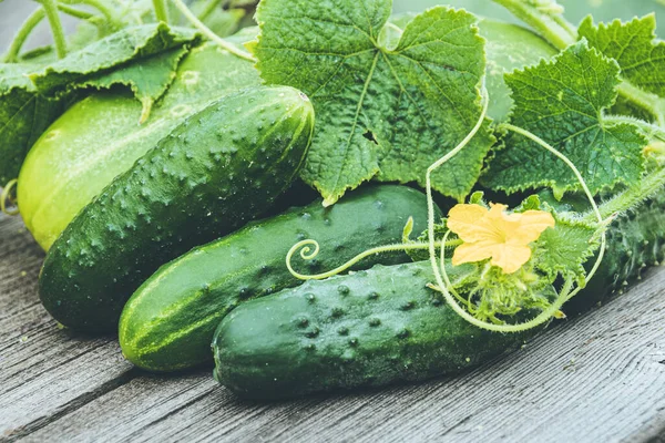 Fresh Cucumbers Green Leaves Flowers Wooden Table Farming Growing Cucumbers — Stock Photo, Image