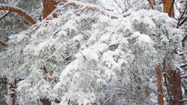 雪の木の枝 霜で覆われた針で冬の松 — ストック写真