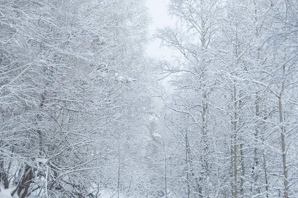 Cold weather in winter forest. Branches of trees are covered with snow and frost.
