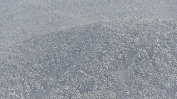 Coteau Couvert Forêt Enneigée Hivernale Pins Dans Gel — Photo