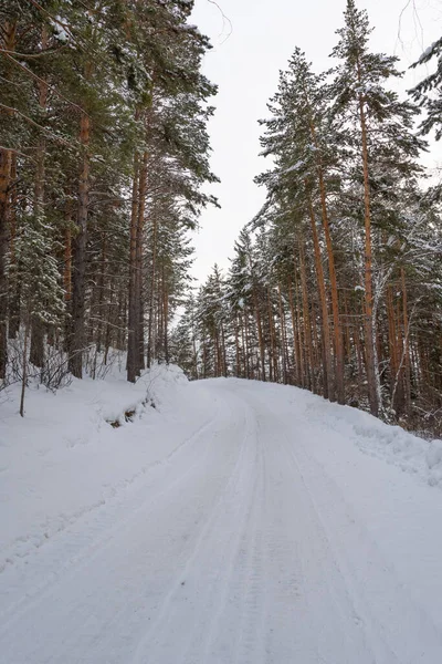 Sneeuwweg Winter Dennenbos Ijs Sneeuwstorm Een Landweg Weg Vrijmaken Voor — Stockfoto