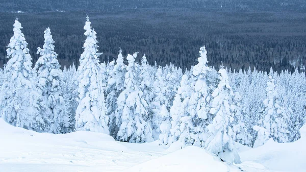 濃い雪の森 丘の中腹を覆う凍ったモミの木の冬のパノラマ — ストック写真